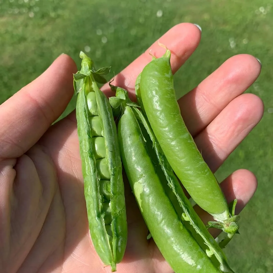 A hand holding three fresh green pea pods, one split open to show the peas, over grass