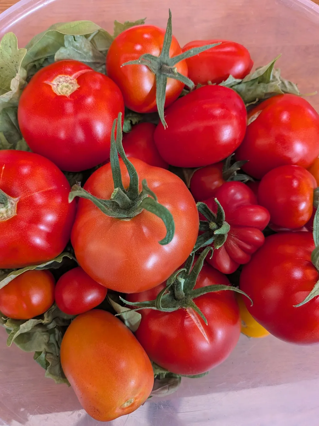 A bowl heaped with red tomatoes of several sizes and shapes, with green leaves